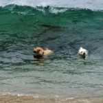 Mac in the ocean